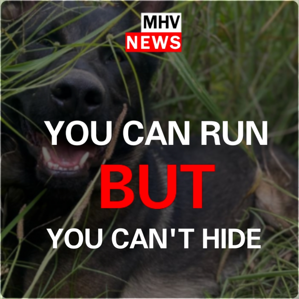 Read more about the article You can run, but you can’t hide from the dog squad.