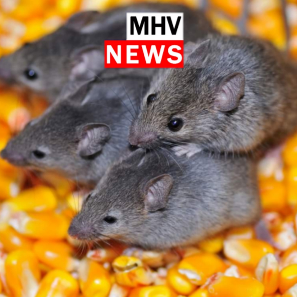 You are currently viewing MOUSE BAIT WARNING ISSUED FOR HUNTER RESIDENTS.