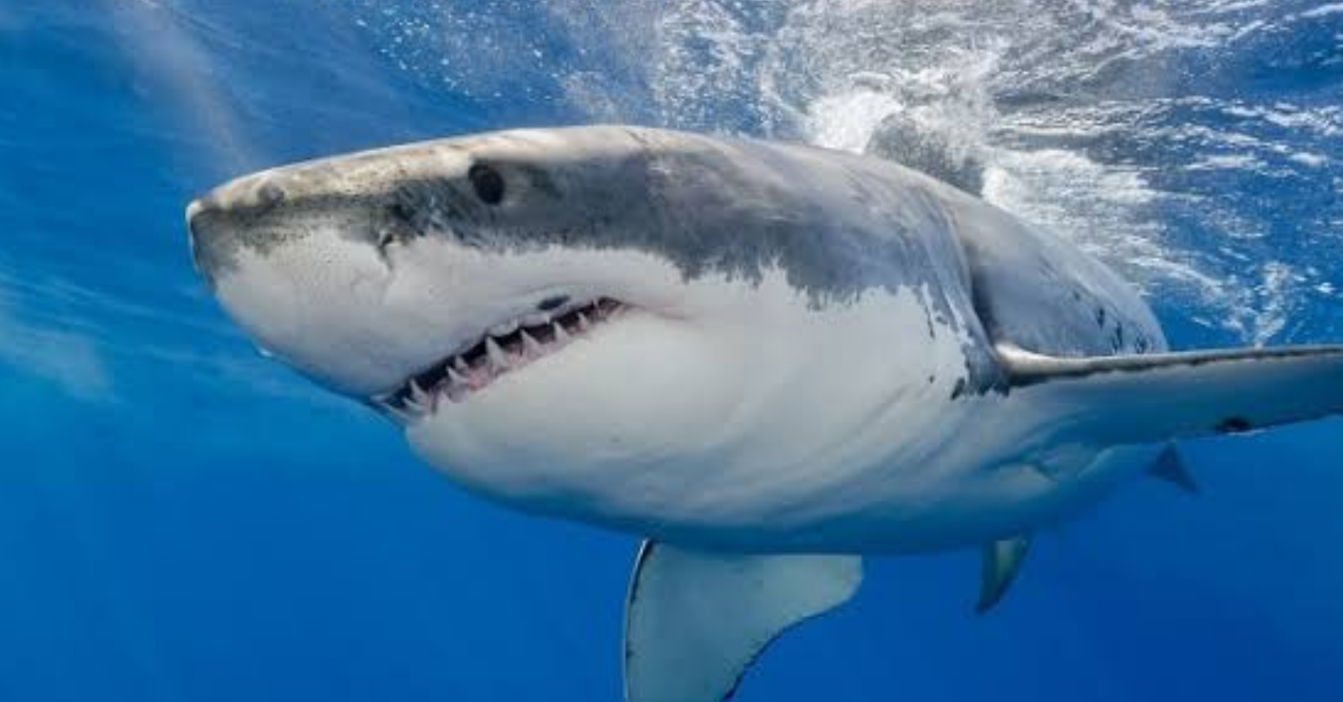 You are currently viewing NEWCASTLE COUNCIL SUPPORTS REMOVAL OF SHARK NETS