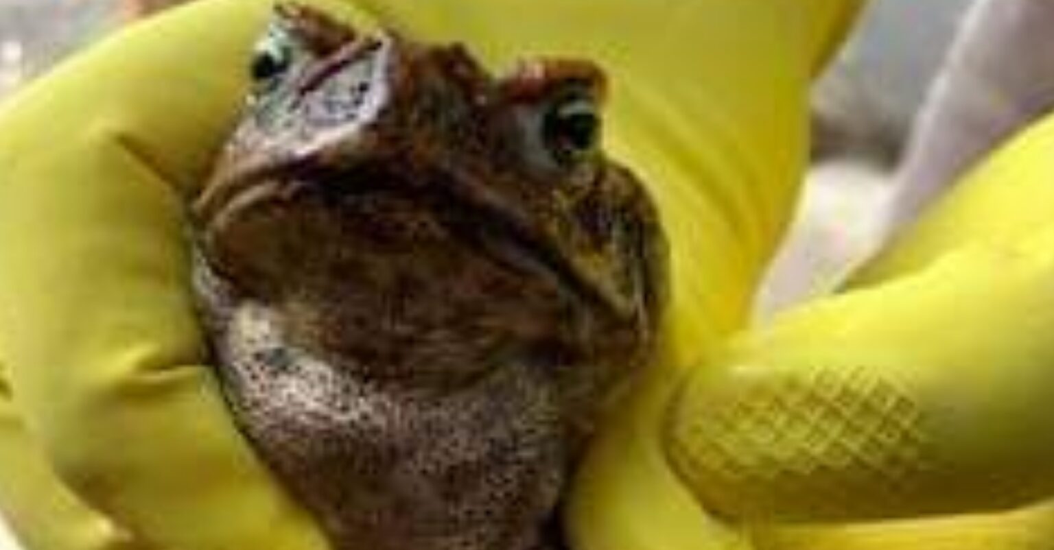 CANE TOADS FOUND IN THE HUNTER MHV NEWS