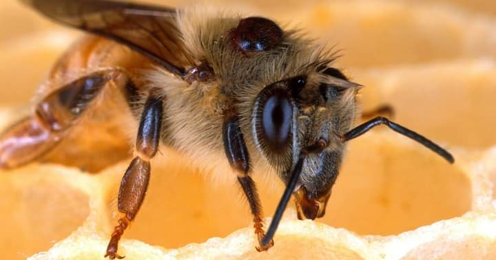 Read more about the article Bee crisis stinging Newcastle beekeepers