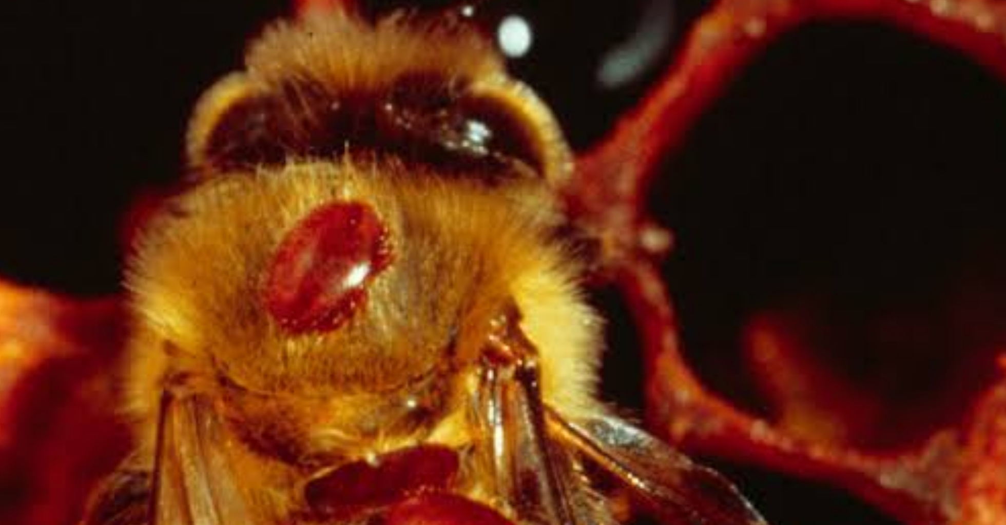 You are currently viewing Bee Crisis Spreads to Central Coast