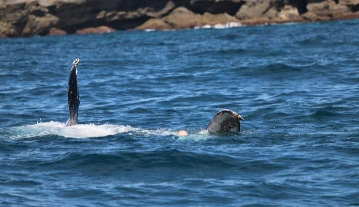 You are currently viewing Whale spotted at Caves Beach with 2 Orange buoys attached to the tail