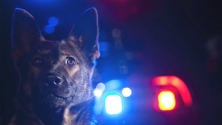 Read more about the article Police dog tracks offender to address in North Lambton