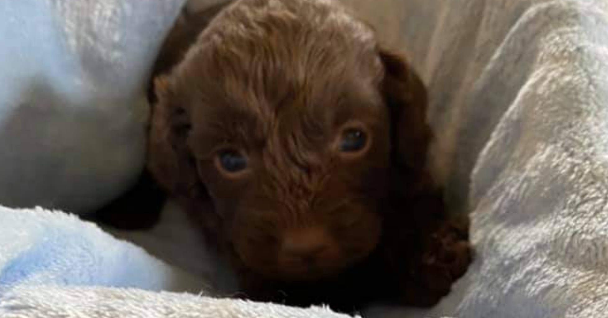 You are currently viewing MISSING CHOCOLATE MALE CAVOODLE PUPPY.