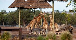 Read more about the article TOUR COMPANY FINED AFTER TAKING 76 PASSENGERS FROM SYDNEY TO DUBBO ZOO