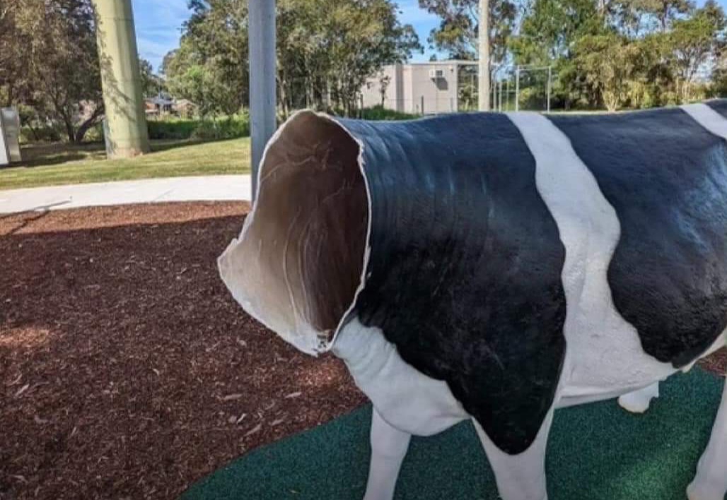 You are currently viewing Vandals cut the head of a cow statue – Maitland