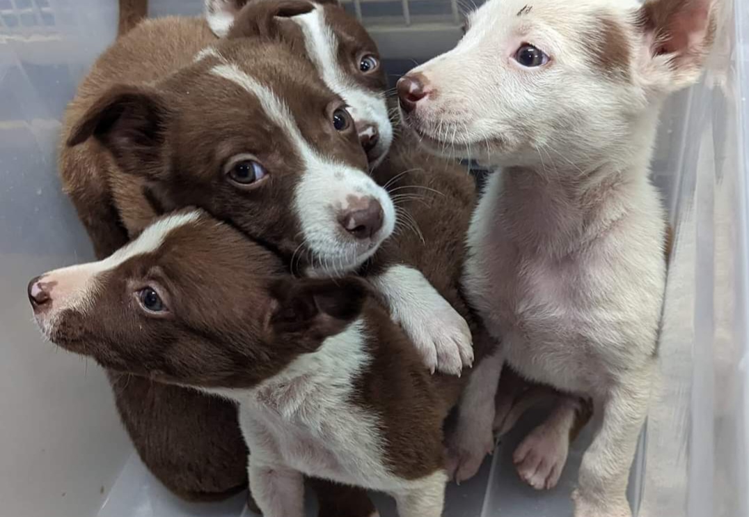 Read more about the article Abandoned Puppies Found in Kitchener Bushland Spark Appeal for Information