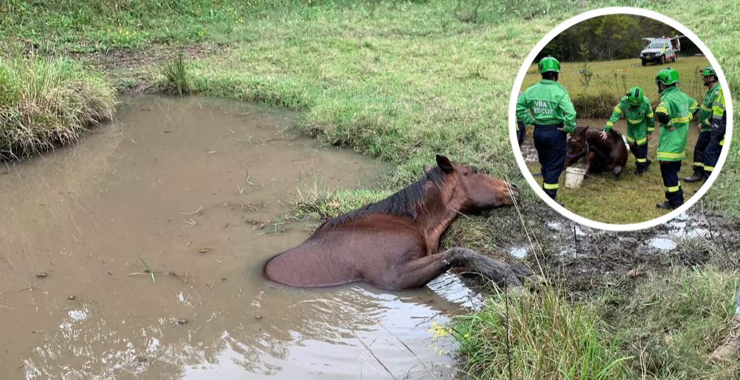 You are currently viewing Heart-Stopping Moment: VRA Volunteers Pull John the Horse from Drowning